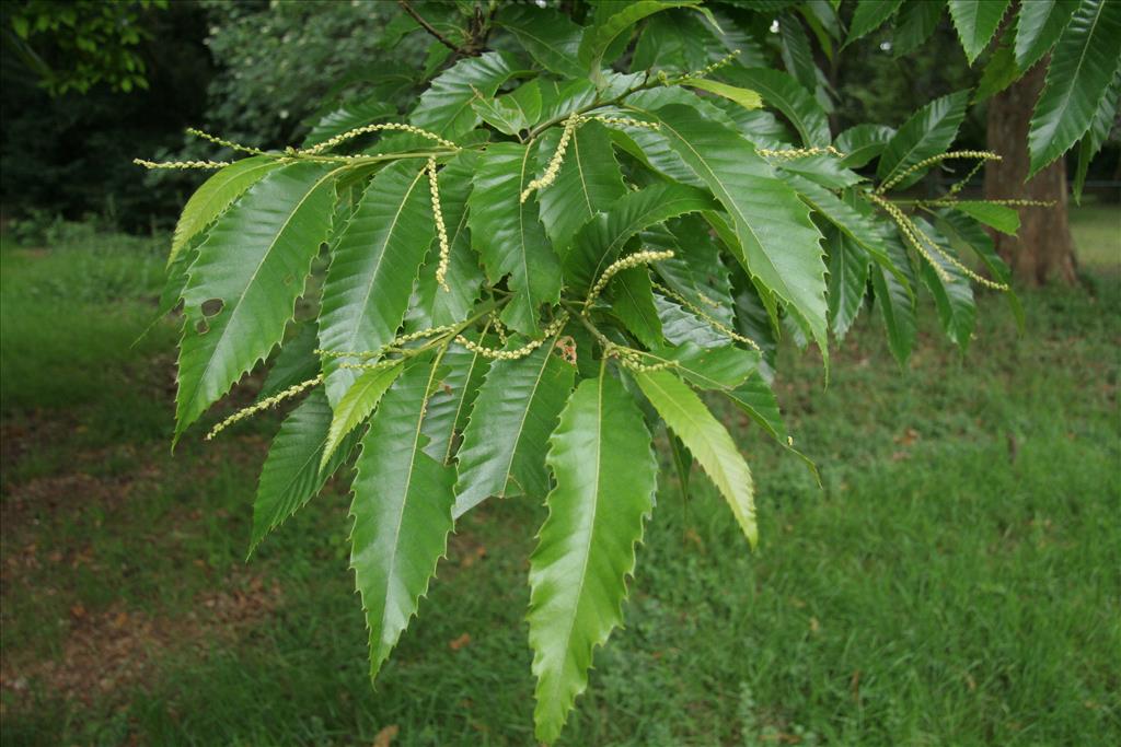 Castanea sativa (door Willem Braam)