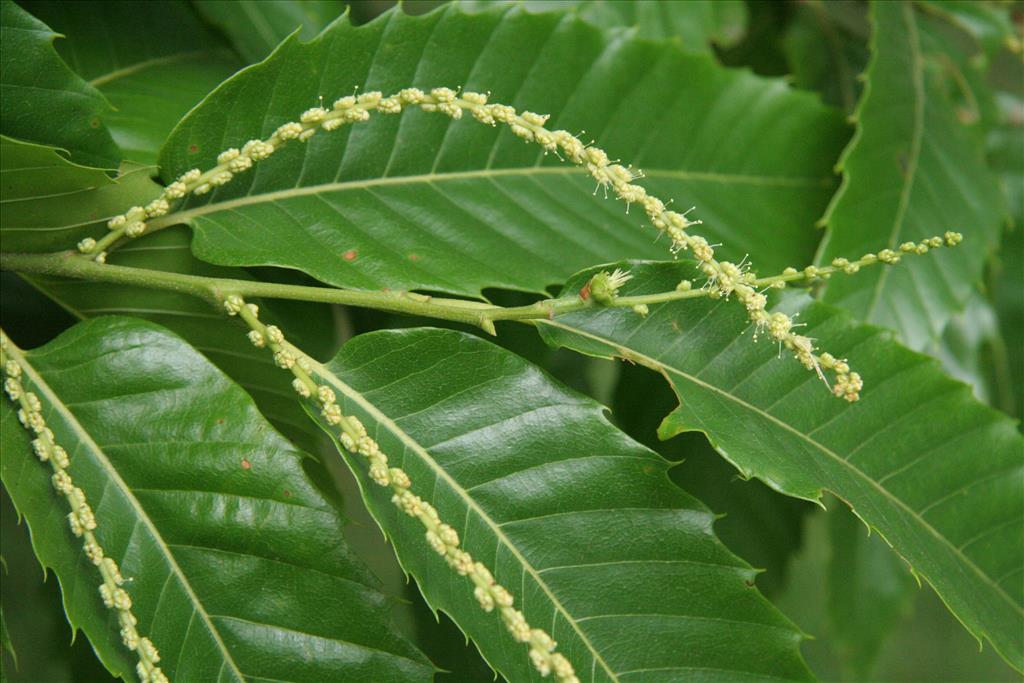 Castanea sativa (door Willem Braam)