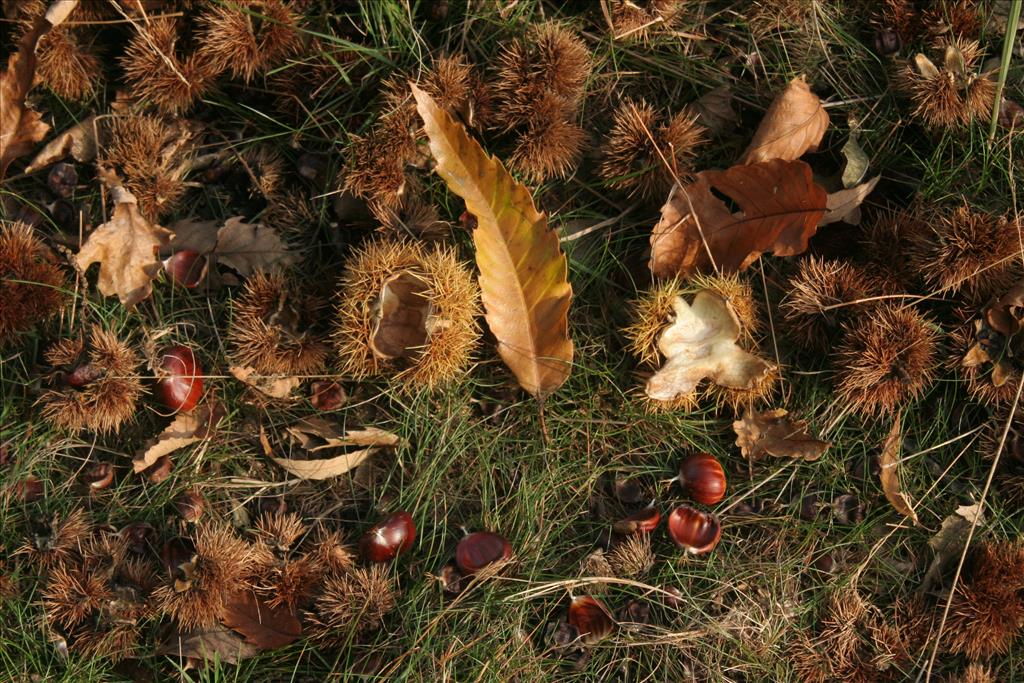 Castanea sativa (door Willem Braam)