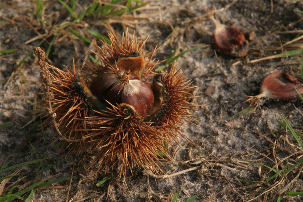 Castanea sativa (door Willem Braam)