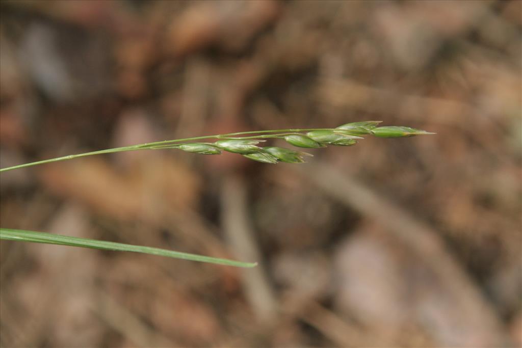 Danthonia decumbens (door Willem Braam)