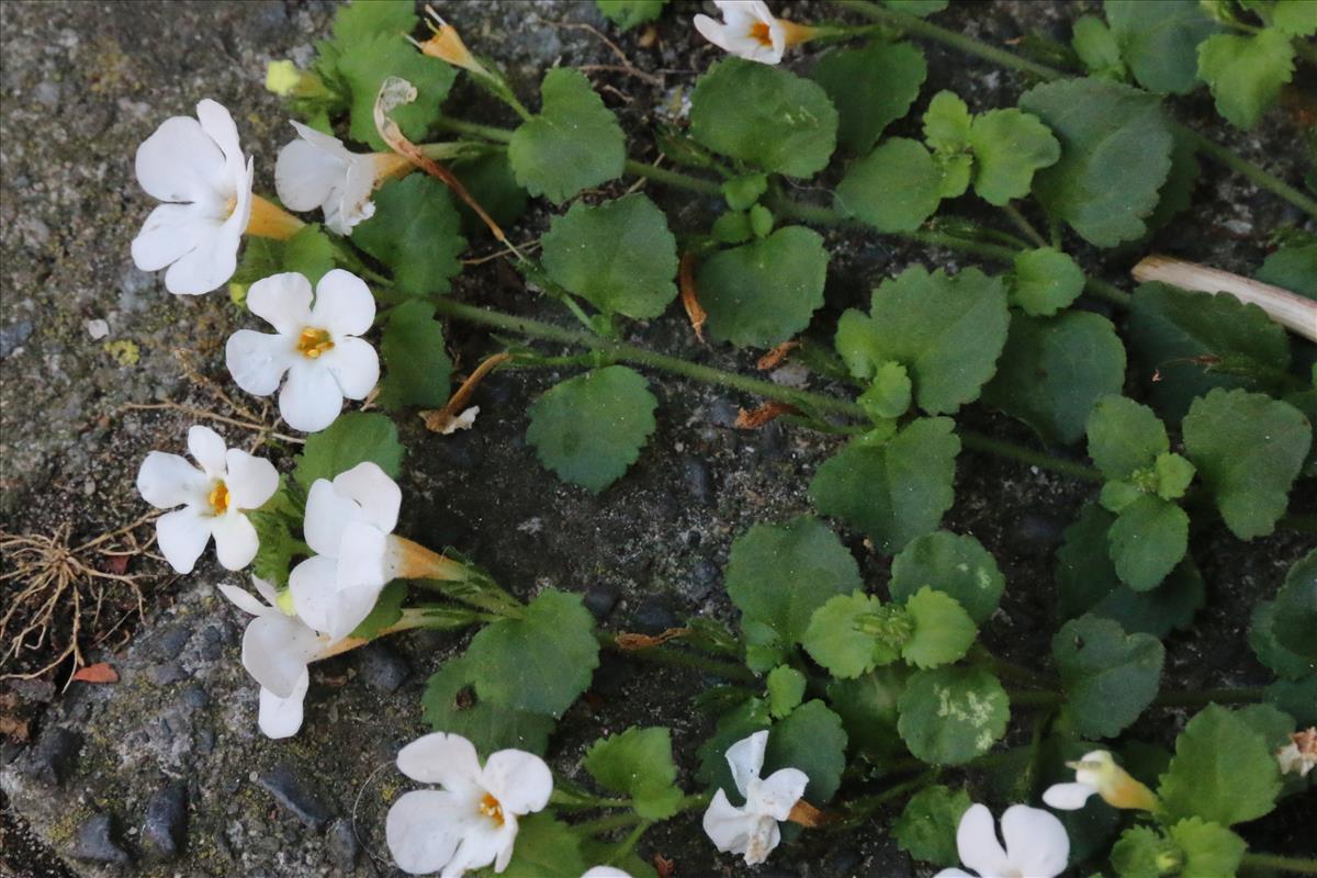 Sutera cordata (door Willem Braam)