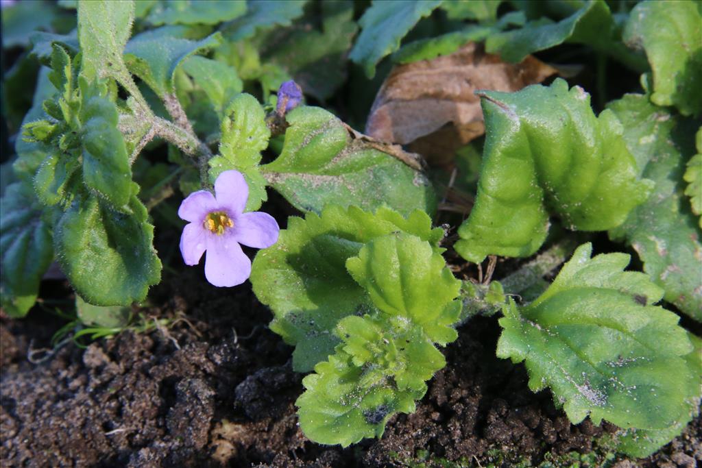 Sutera cordata (door Willem Braam)