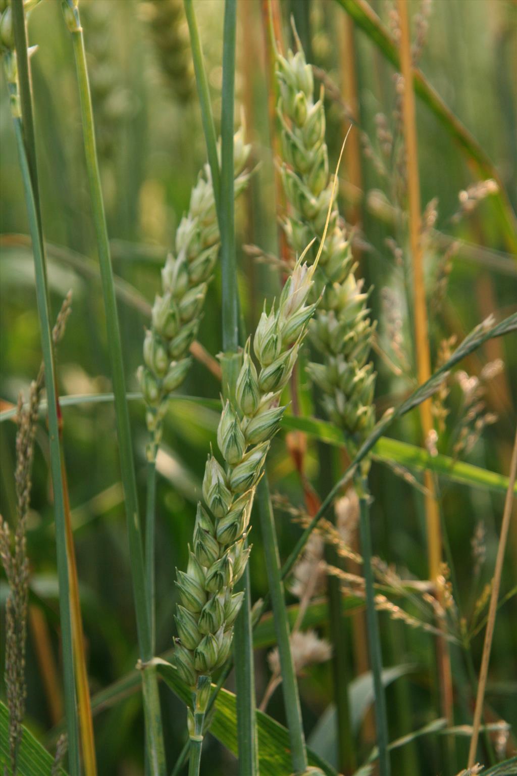 Triticum aestivum (door Willem Braam)