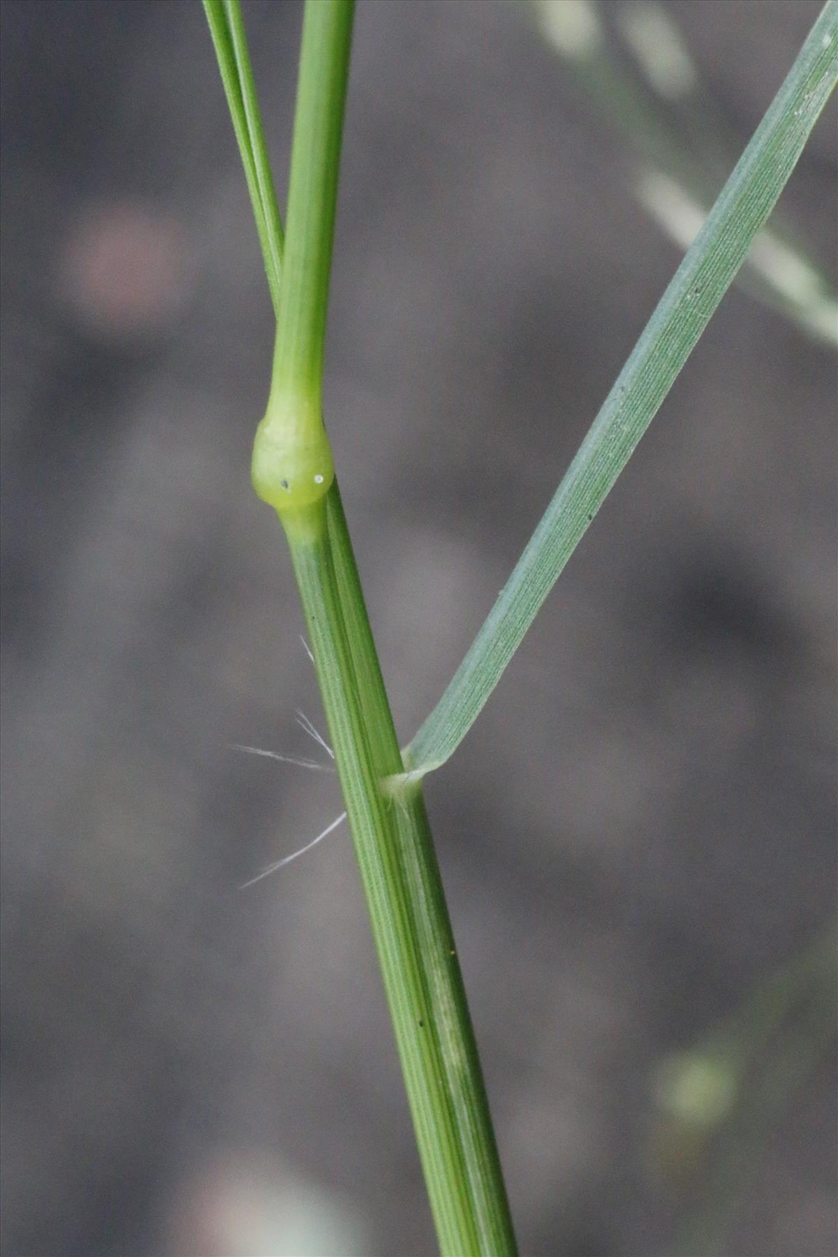 Eragrostis tef (door Willem Braam)