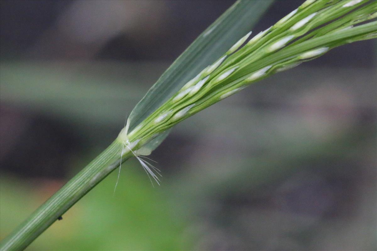 Eragrostis tef (door Willem Braam)