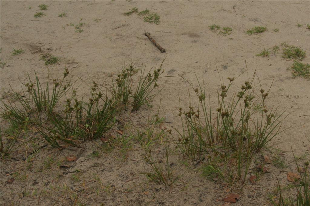 Juncus tenuis (door Willem Braam)