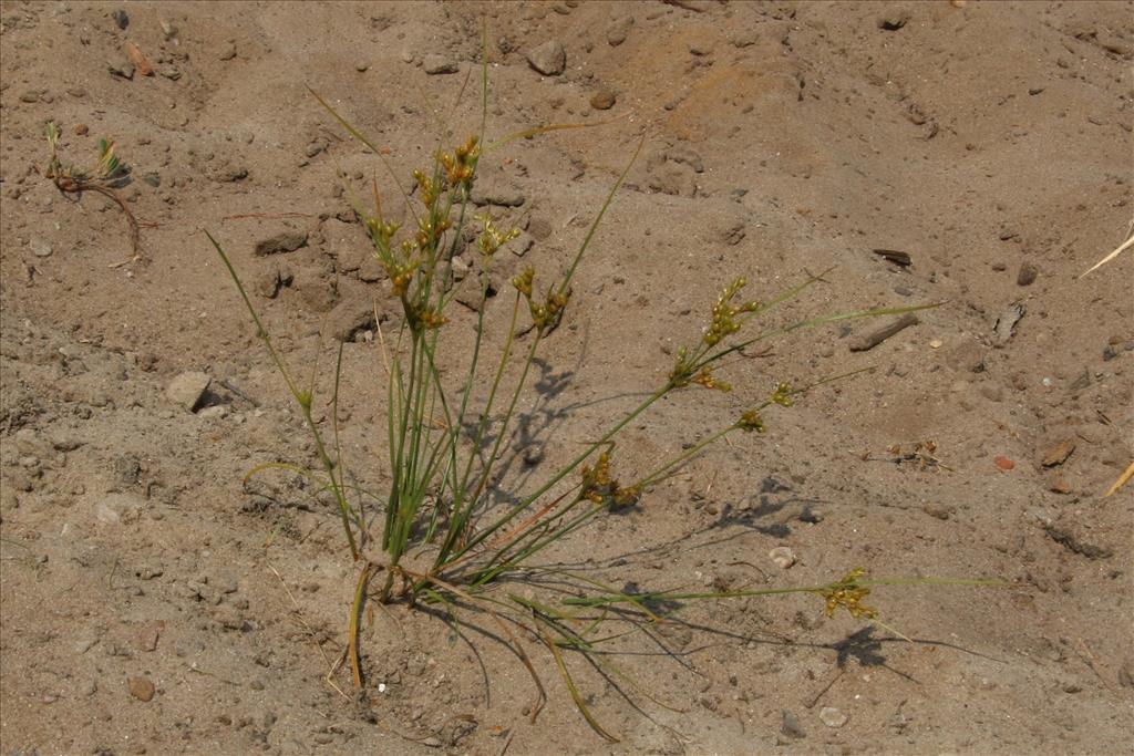 Juncus tenuis (door Willem Braam)