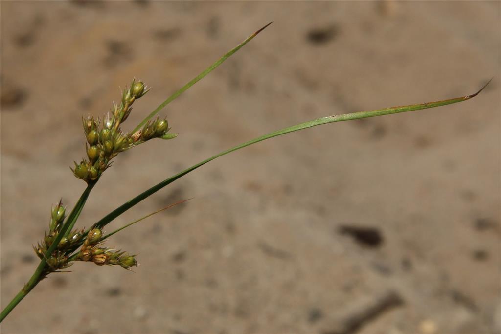 Juncus tenuis (door Willem Braam)