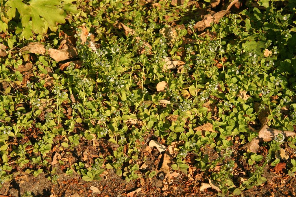 Veronica serpyllifolia (door Willem Braam)