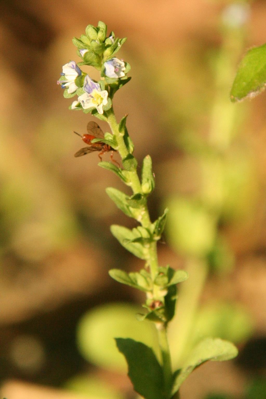 Veronica serpyllifolia (door Willem Braam)