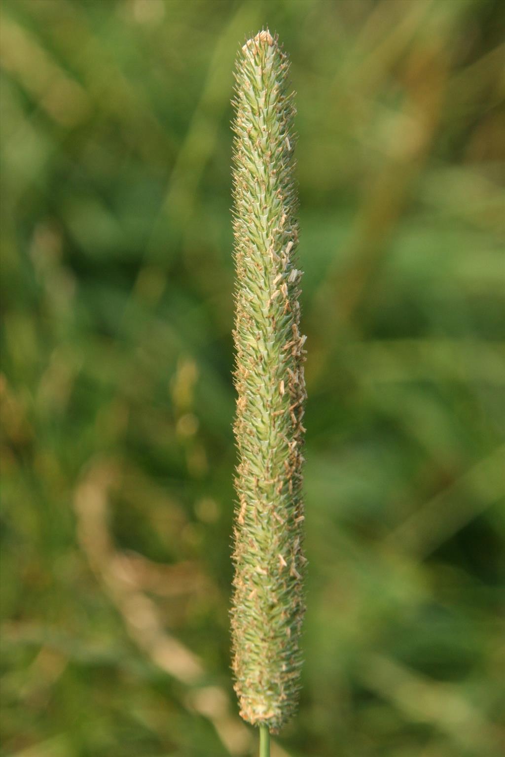 Phleum pratense (door Willem Braam)