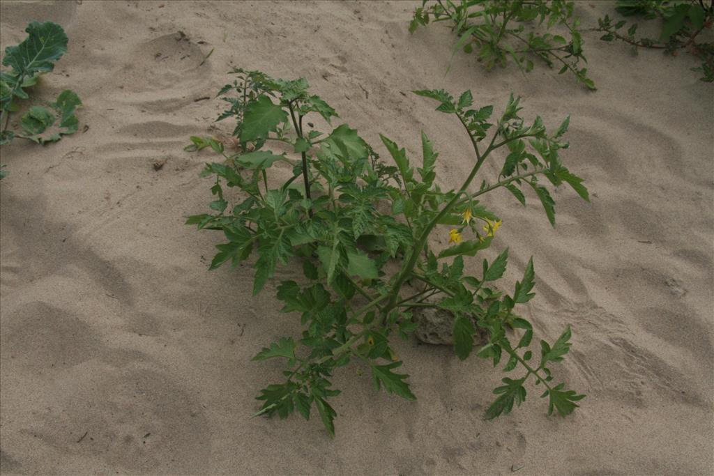 Solanum lycopersicum (door Willem Braam)