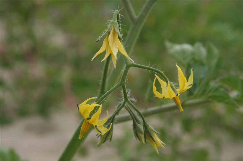 Solanum lycopersicum (door Willem Braam)
