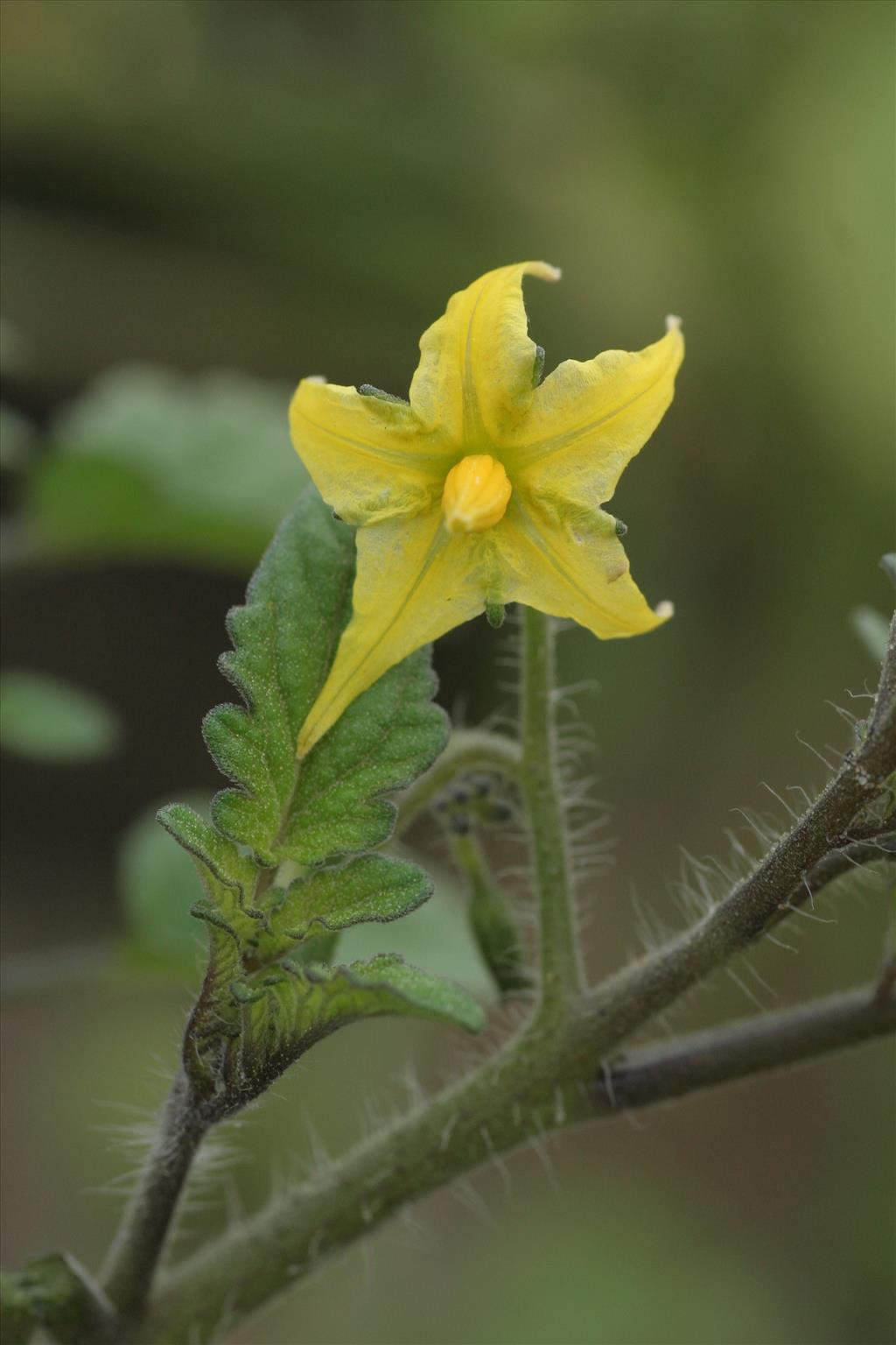 Solanum lycopersicum (door Willem Braam)