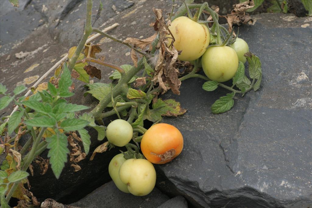 Solanum lycopersicum (door Willem Braam)