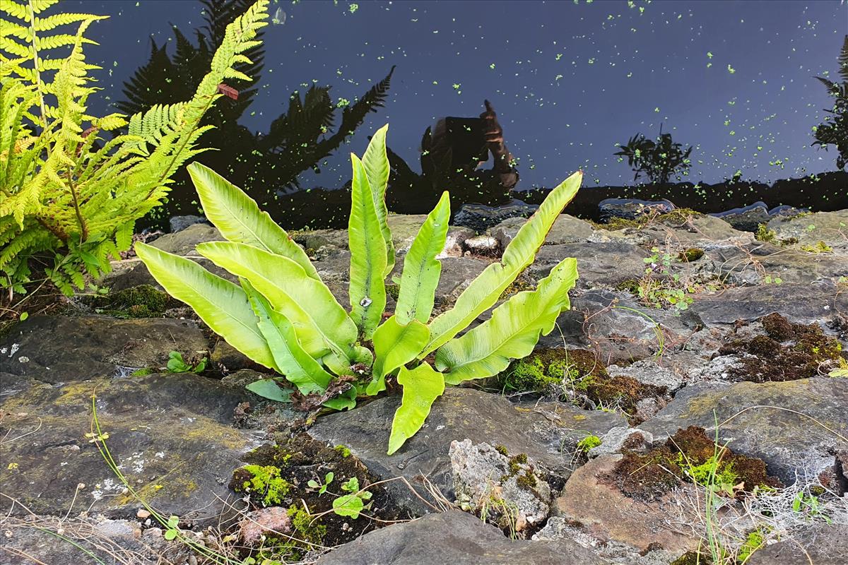 Asplenium scolopendrium (door Willem Braam)