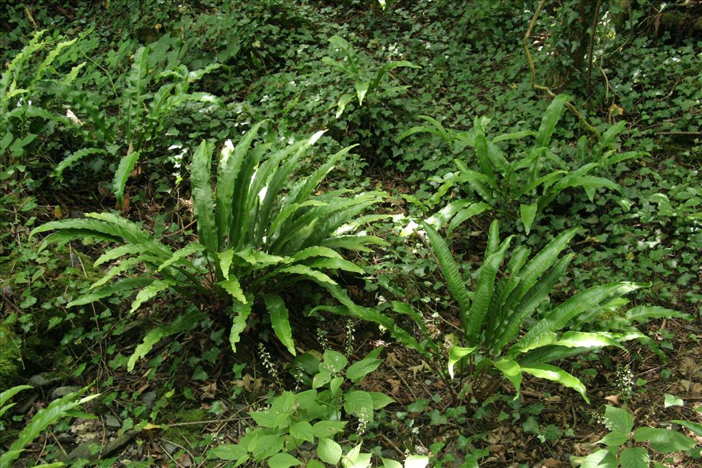 Asplenium scolopendrium (door Willem Braam)