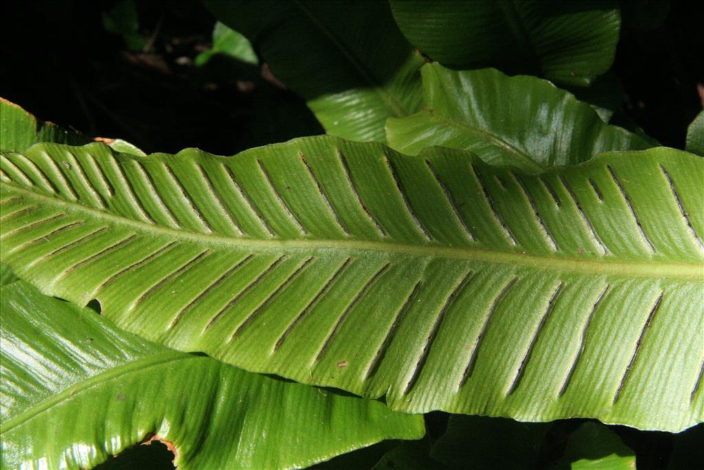 Asplenium scolopendrium (door Willem Braam)