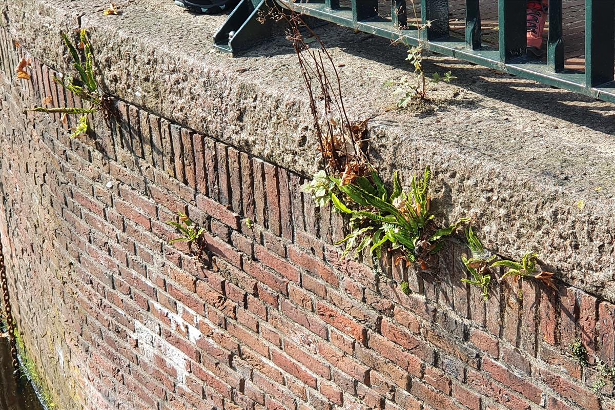 Asplenium scolopendrium (door Willem Braam)