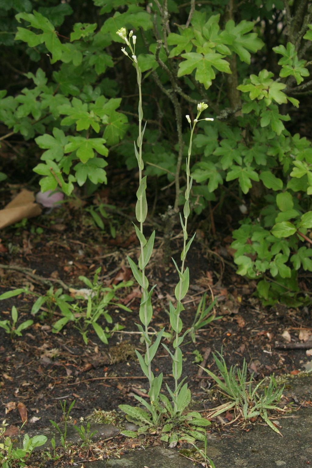 Turritis glabra (door Willem Braam)