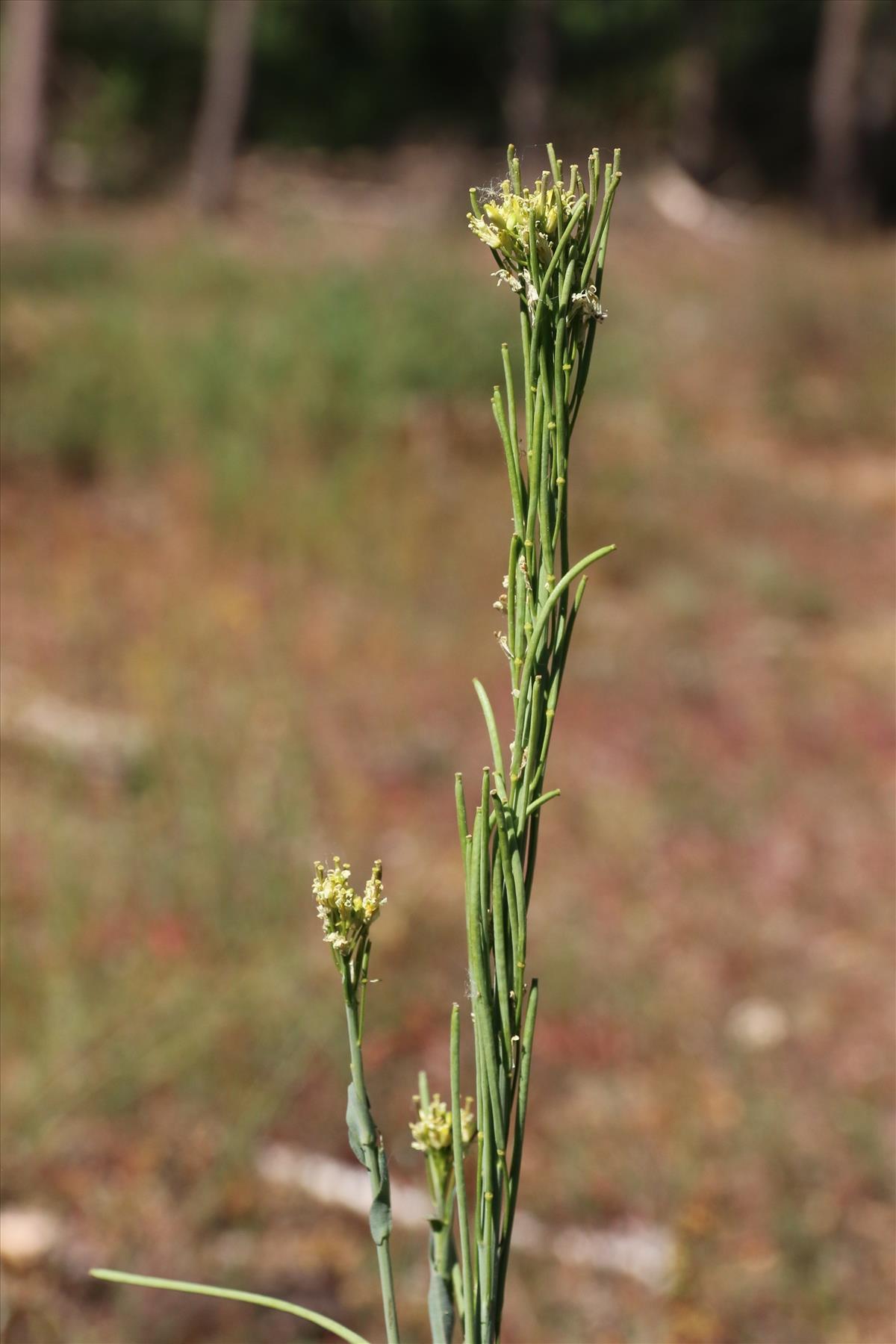 Turritis glabra (door Willem Braam)