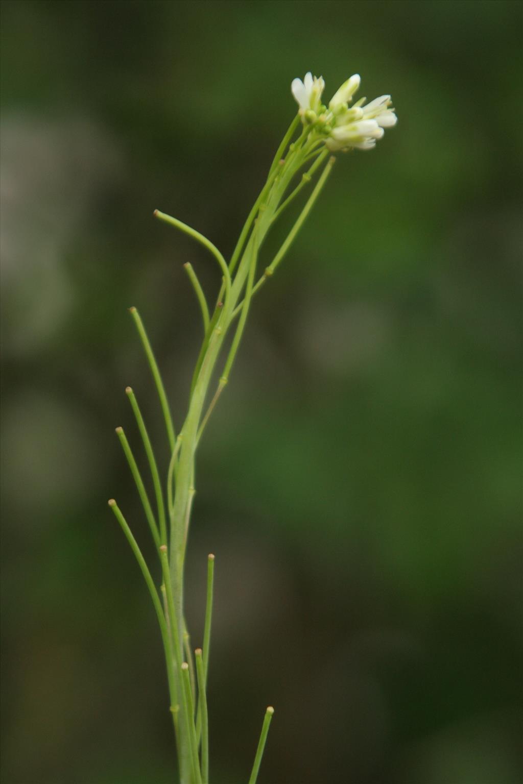 Turritis glabra (door Willem Braam)