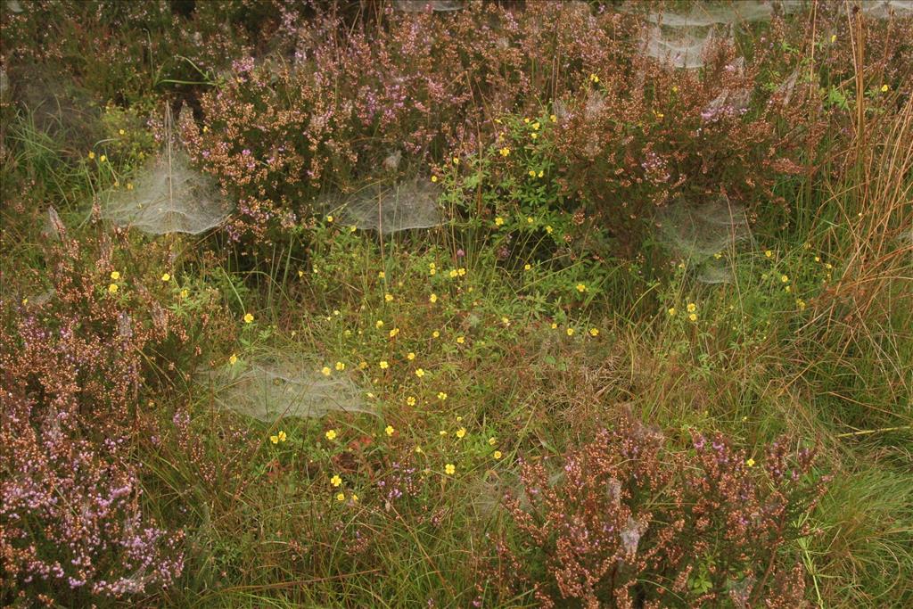 Potentilla erecta (door Willem Braam)