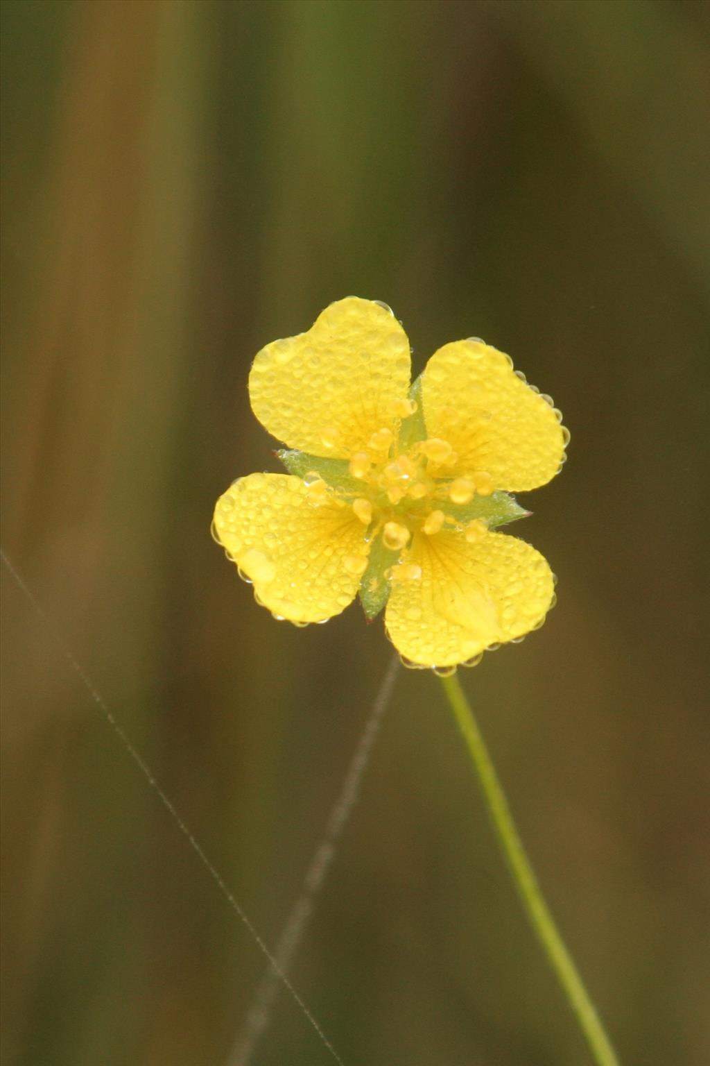 Potentilla erecta (door Willem Braam)