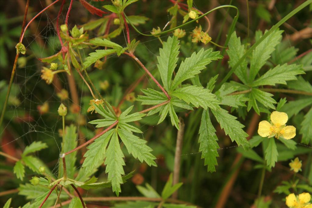 Potentilla erecta (door Willem Braam)