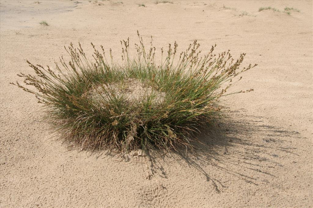 Juncus squarrosus (door Willem Braam)