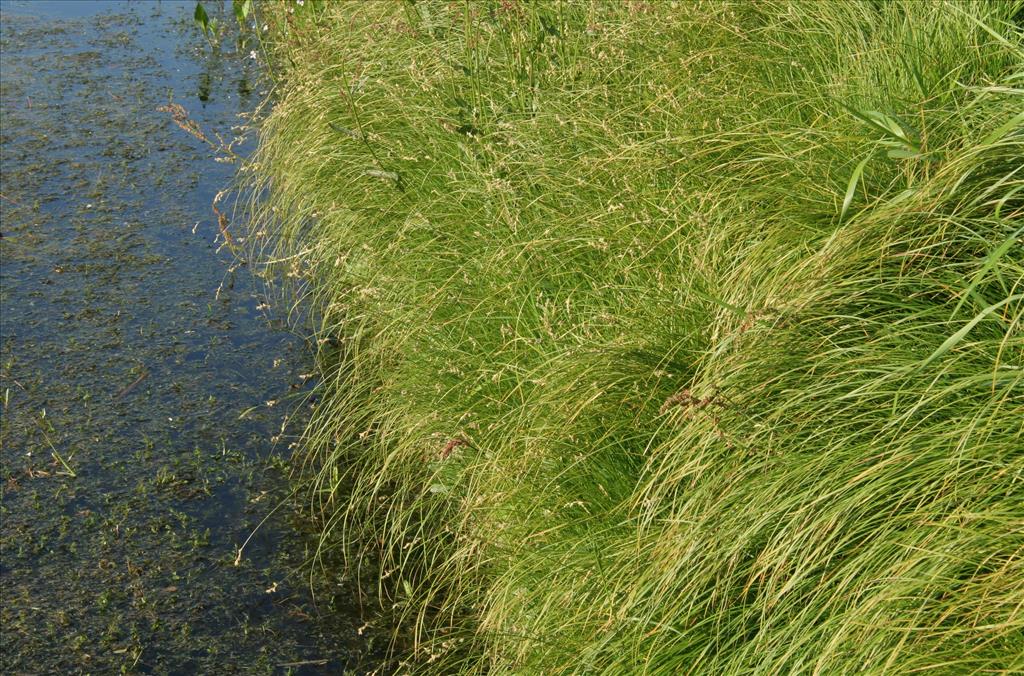 Carex brizoides (door Willem Braam)