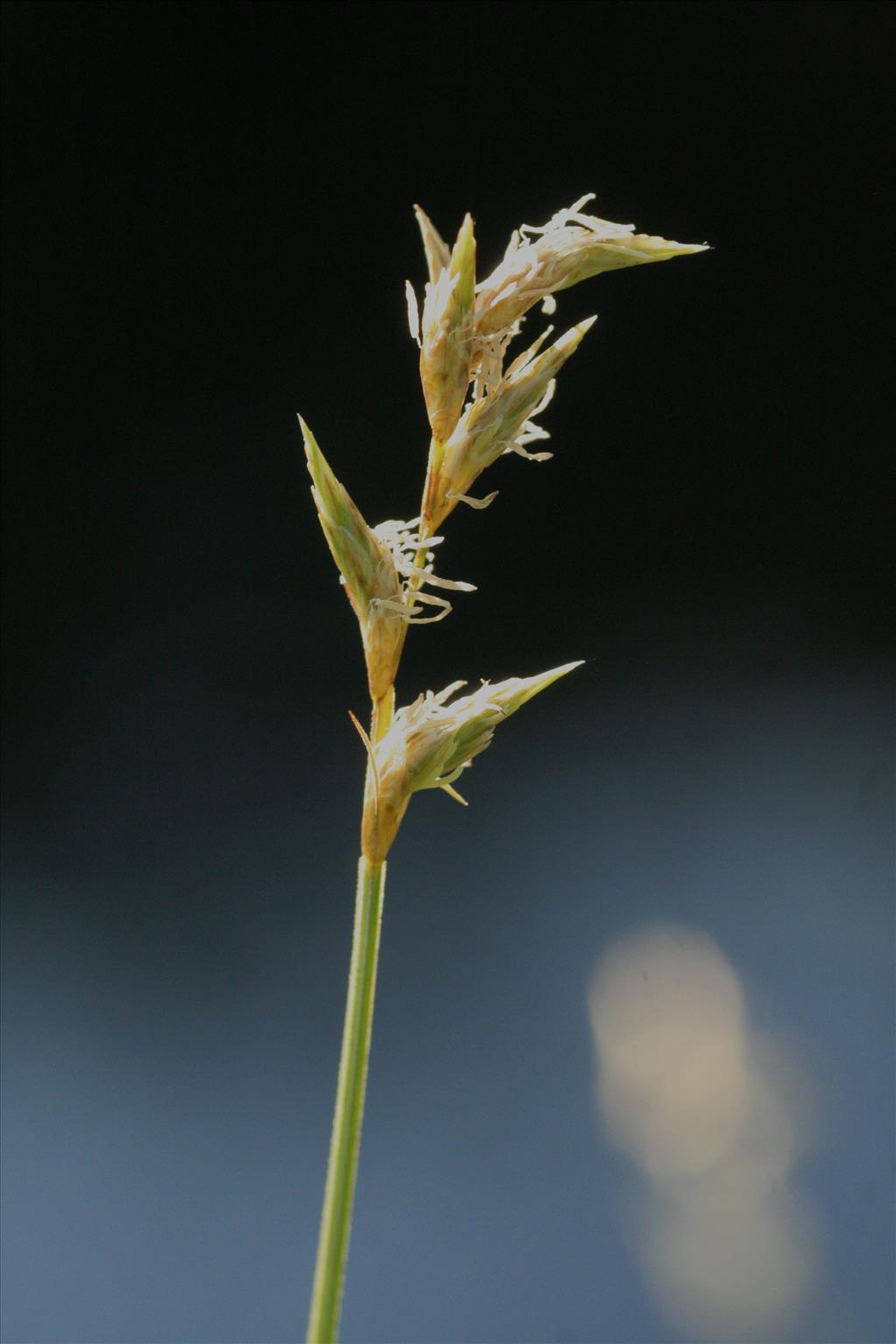 Carex brizoides (door Willem Braam)
