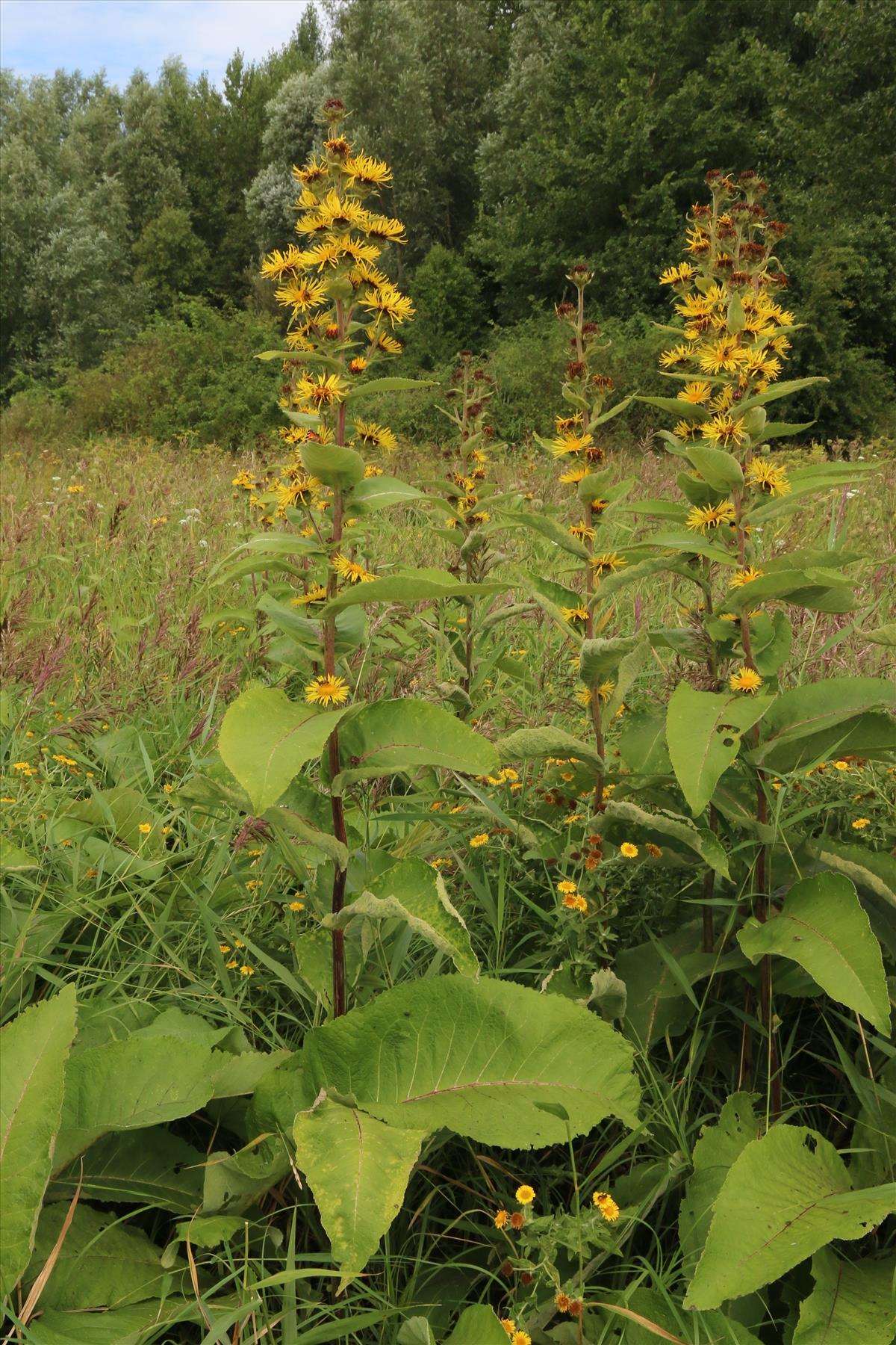 Inula racemosa (door Willem Braam)