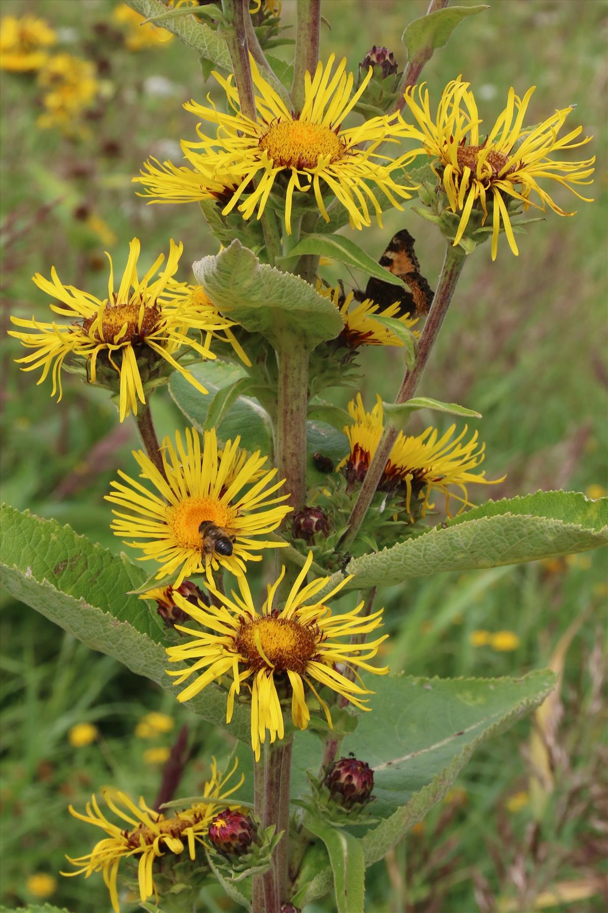 Inula racemosa (door Willem Braam)