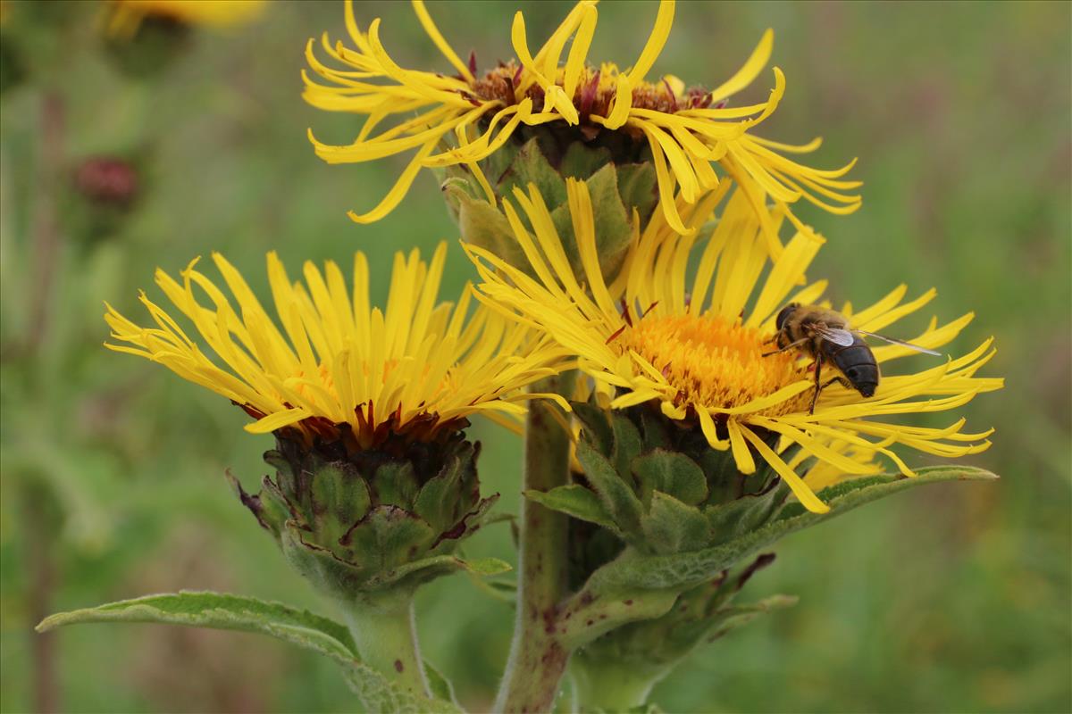 Inula racemosa (door Willem Braam)