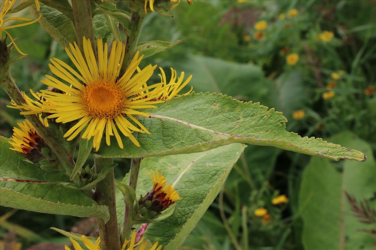 Inula racemosa (door Willem Braam)