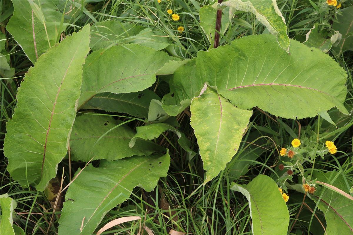 Inula racemosa (door Willem Braam)