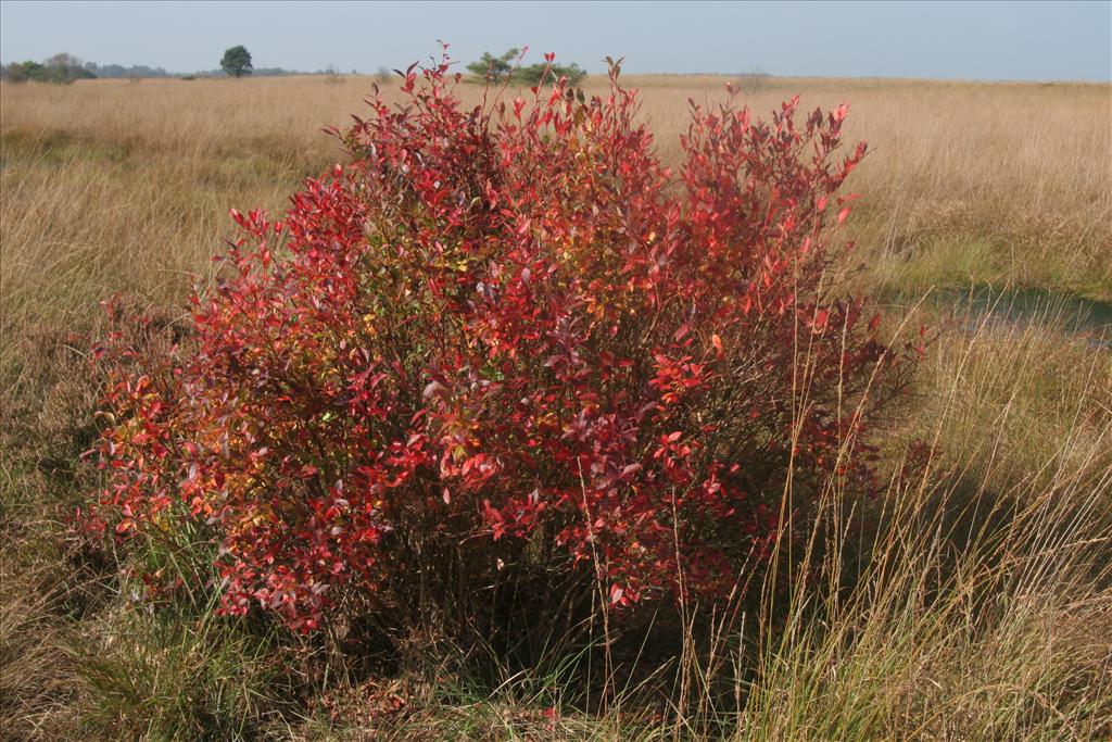 Vaccinium corymbosum (door Willem Braam)