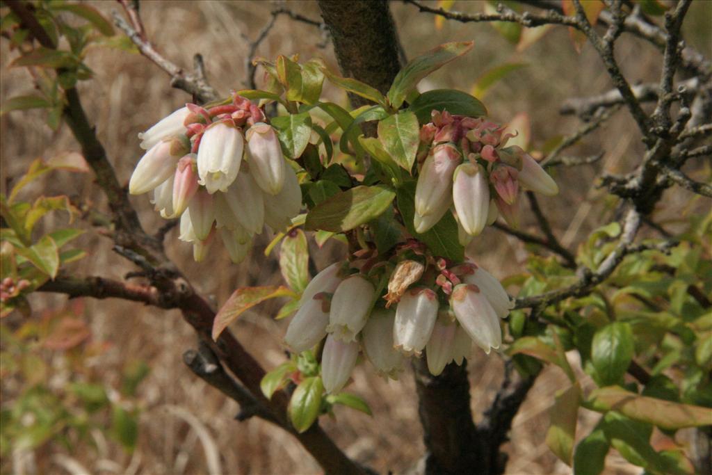 Vaccinium corymbosum (door Willem Braam)