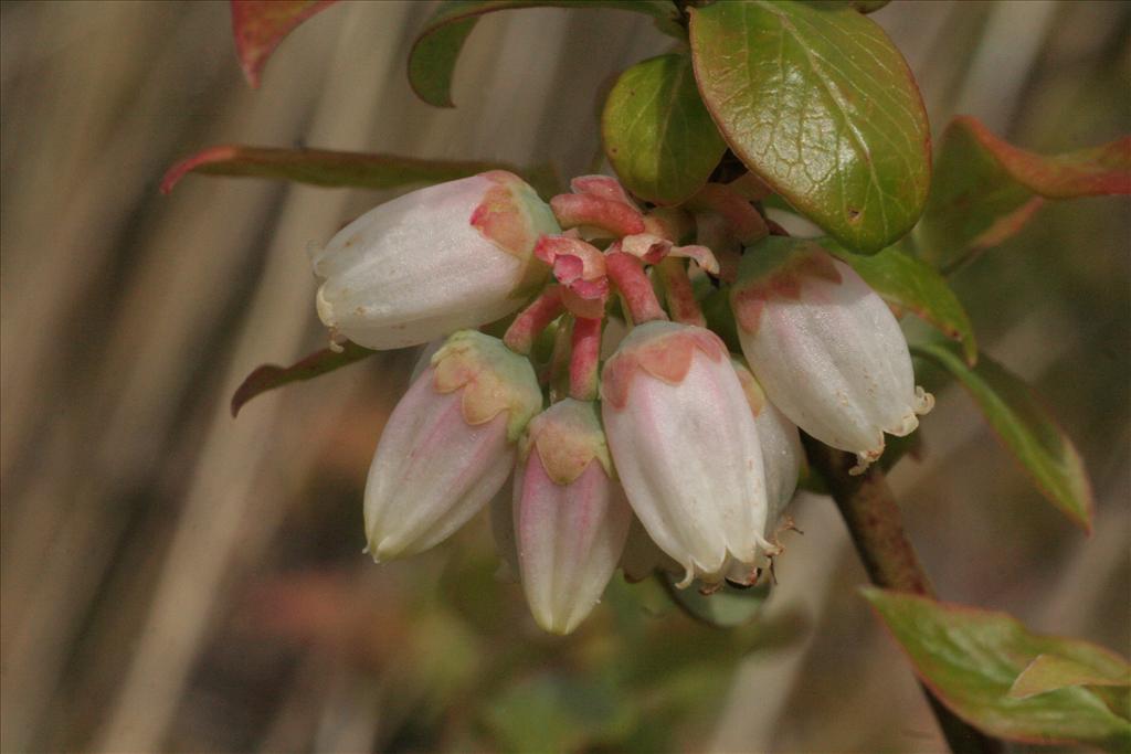 Vaccinium corymbosum (door Willem Braam)