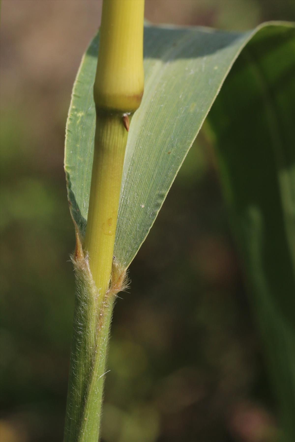 Setaria italica (door Willem Braam)