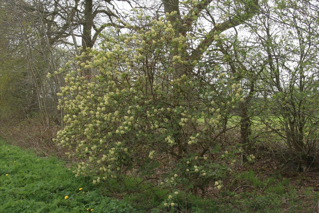 Sambucus racemosa (door Willem Braam)