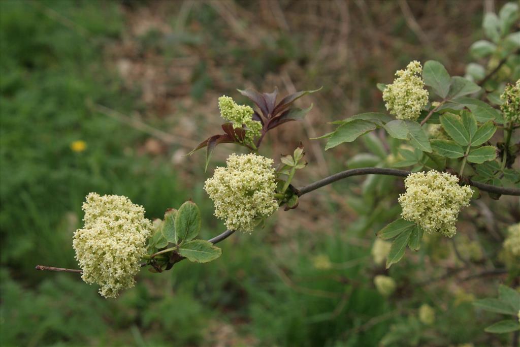 Sambucus racemosa (door Willem Braam)