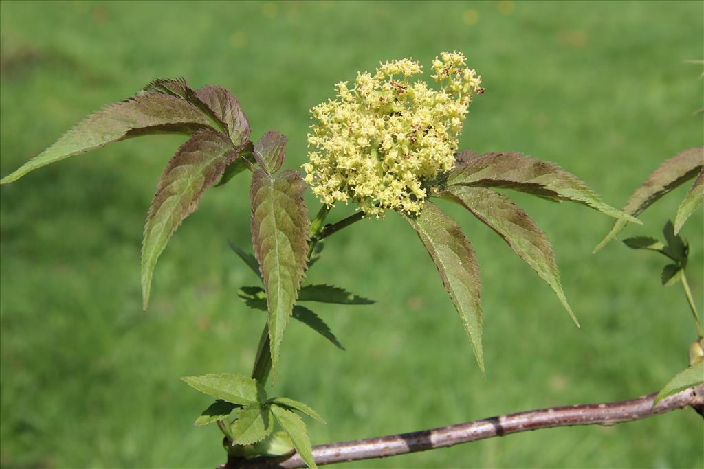 Sambucus racemosa (door Willem Braam)