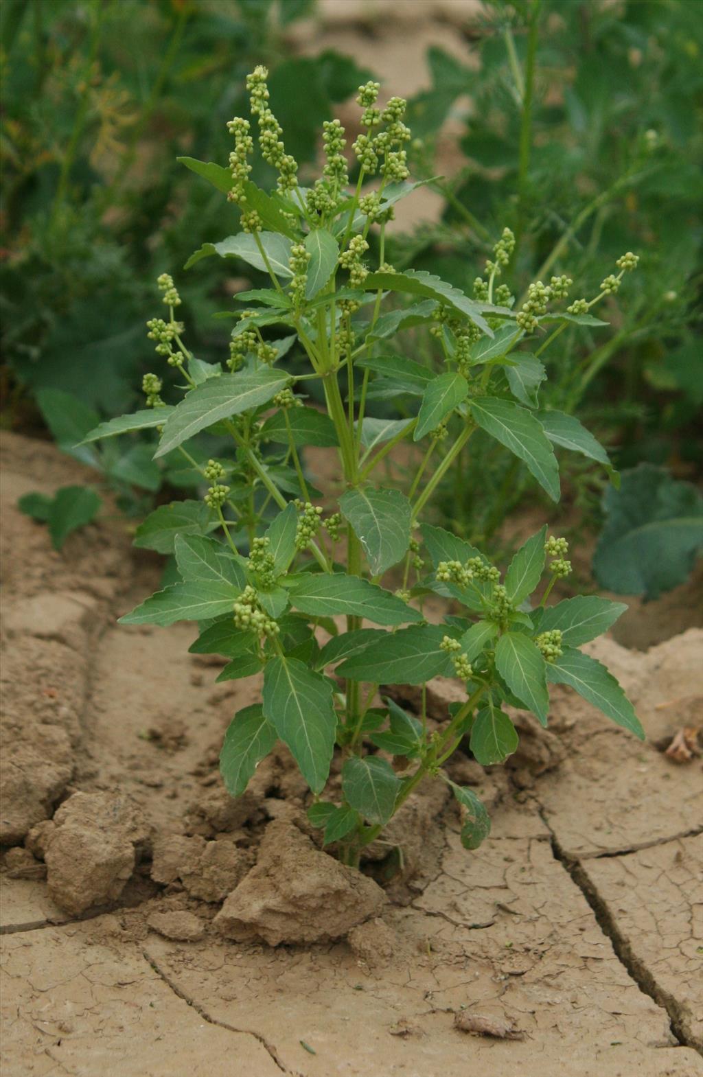 Mercurialis annua (door Willem Braam)