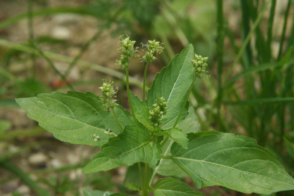 Mercurialis annua (door Willem Braam)