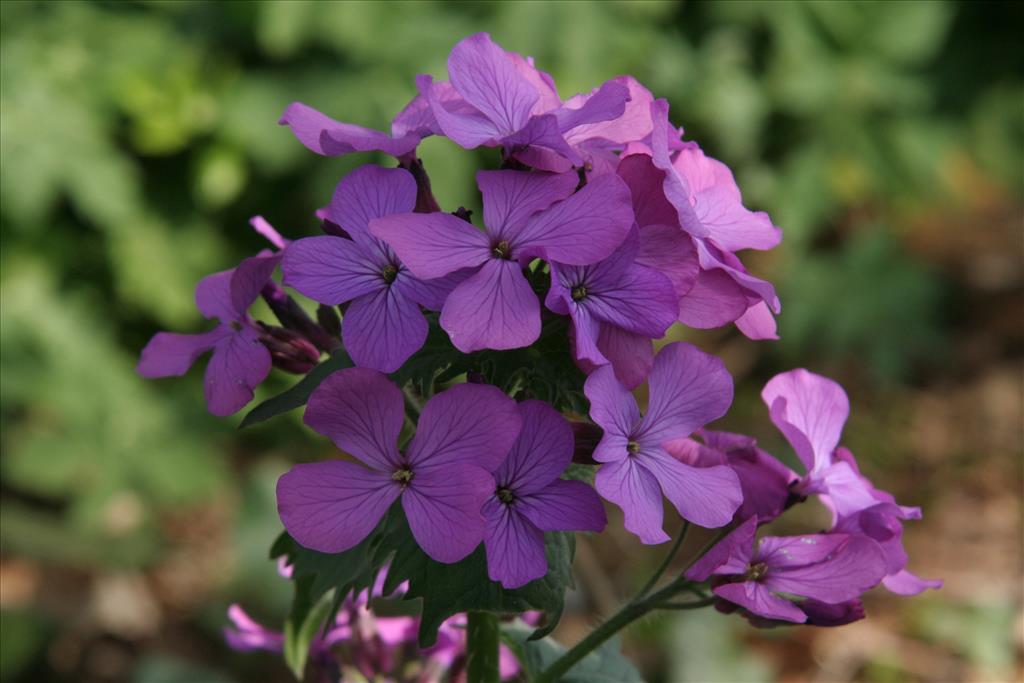 Lunaria annua (door Willem Braam)