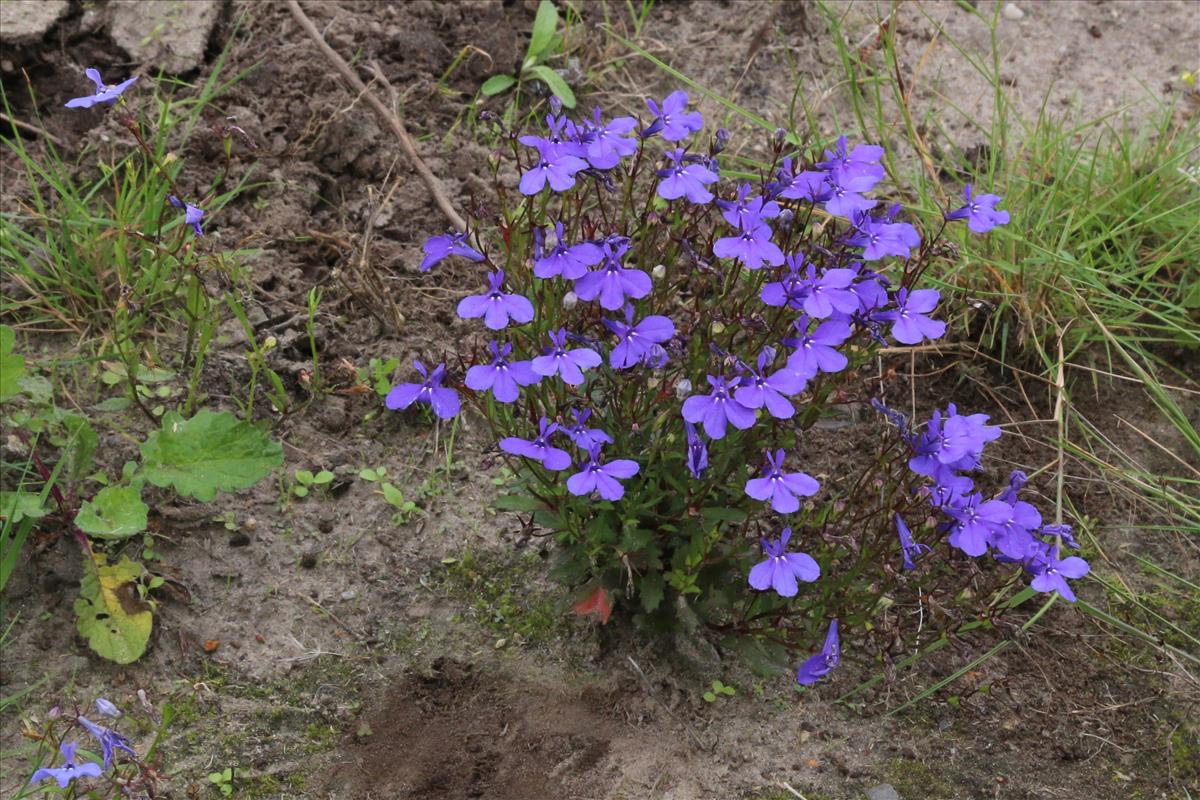 Lobelia erinus (door Willem Braam)