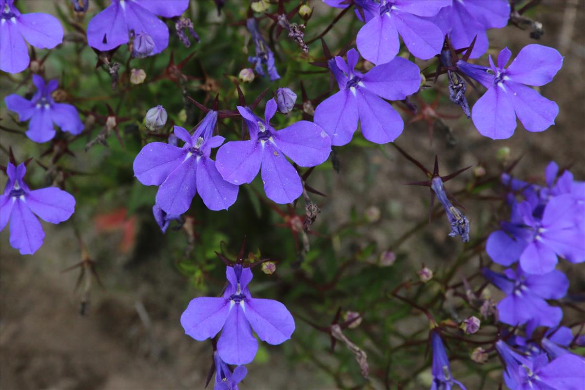 Lobelia erinus (door Willem Braam)